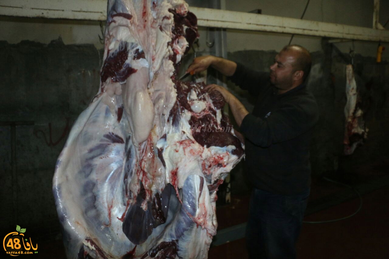 mashro3 ada7yau (3).jpg